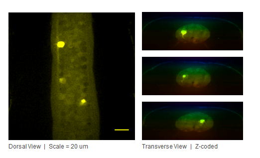 Phasor