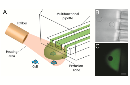 SINGLE CELL ENZYMOLOGY