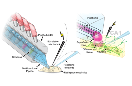 ISOLATED EXPOSURE IN BRAIN TISSUE