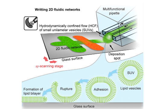 BIOMEMBRANE PRINTING