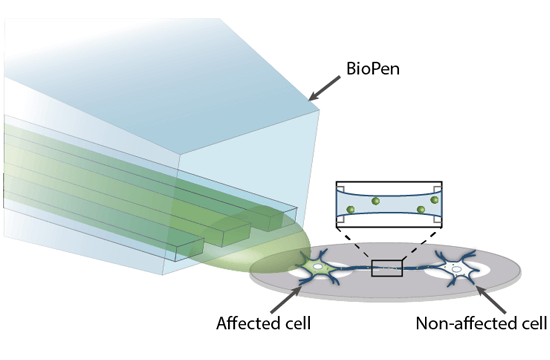 PRINTING INTO BIOPOLYMER MATRIX